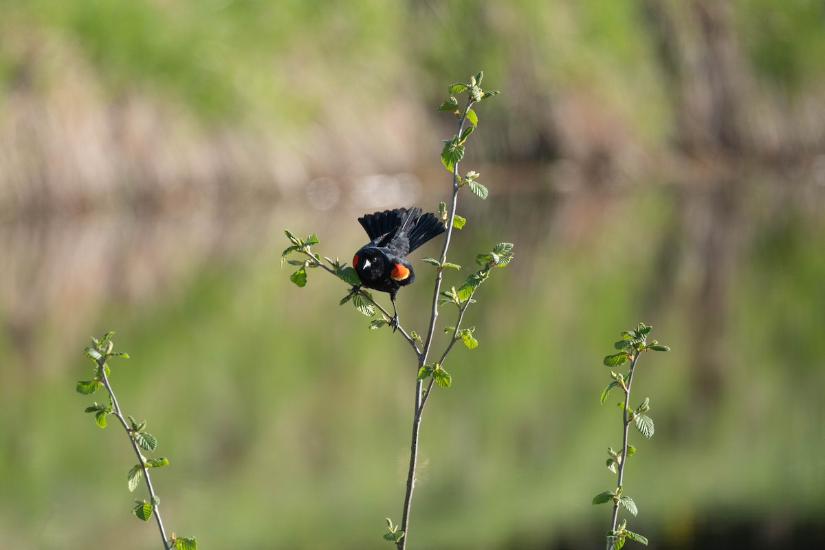 Red-winged Blackbird - Joshua Kline
