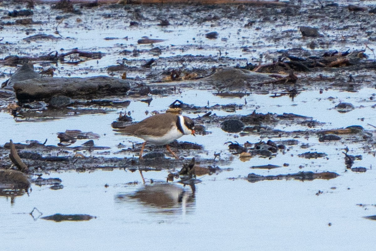 Semipalmated Plover - Peter Lypkie