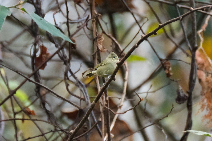 Yellow-browed Tit - ML618941670