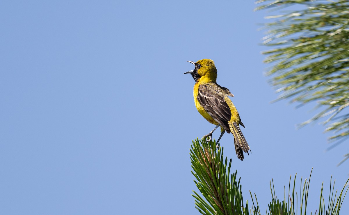 Orchard Oriole - ML618941682