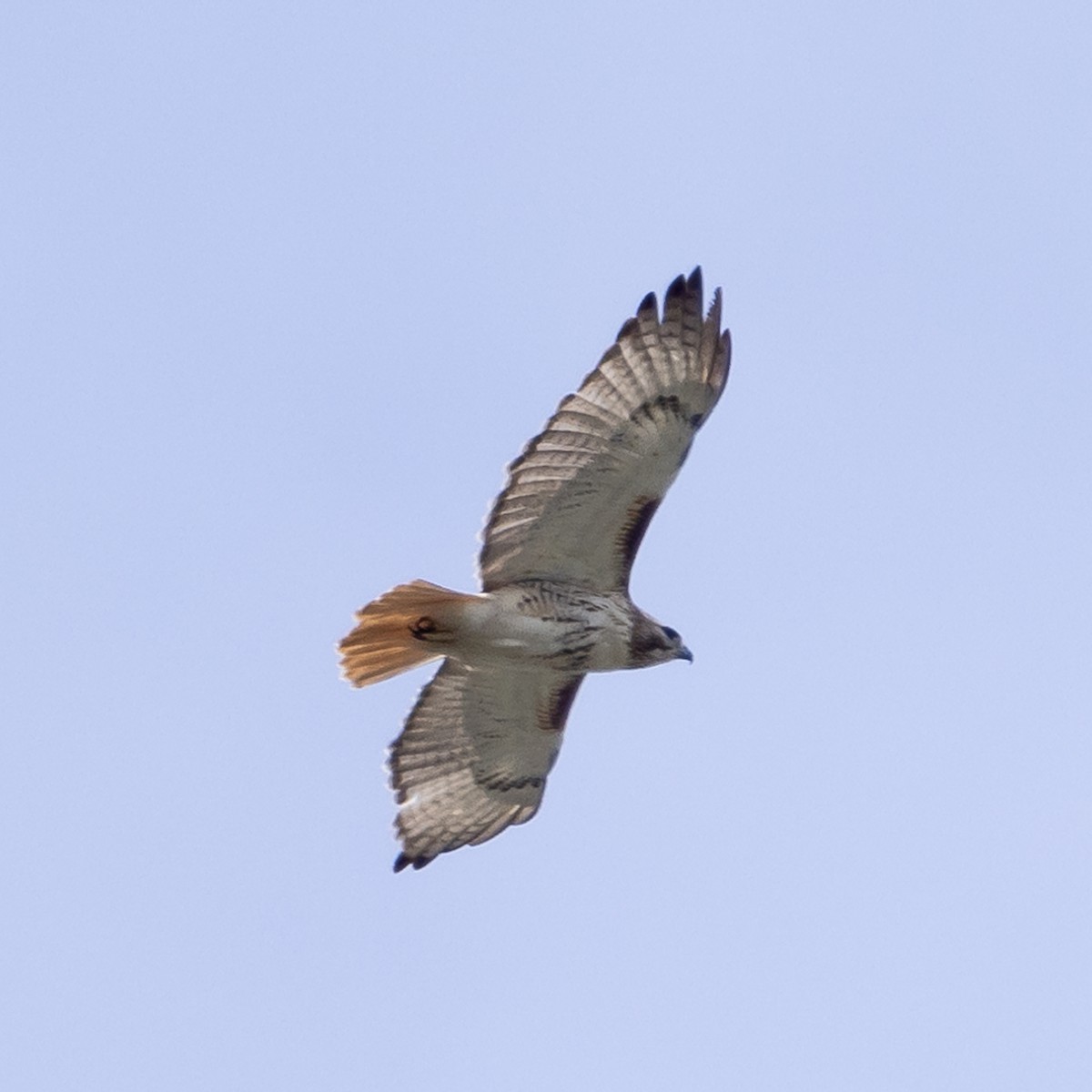 Red-tailed Hawk - ML618941684