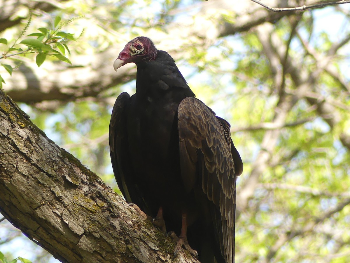 Turkey Vulture - Jonny Logas