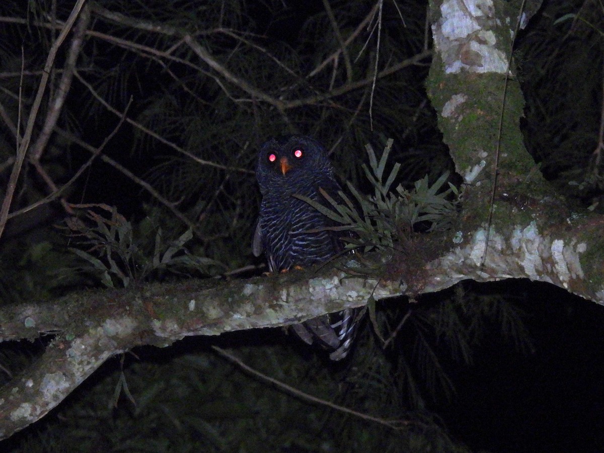 Black-banded Owl - ML618941734