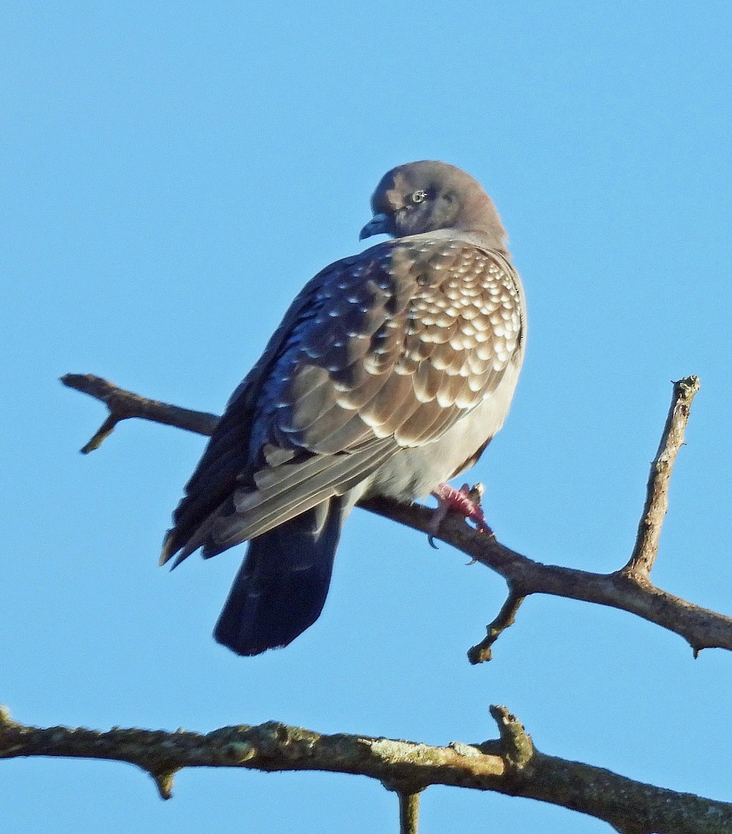 Spot-winged Pigeon - ML618941739