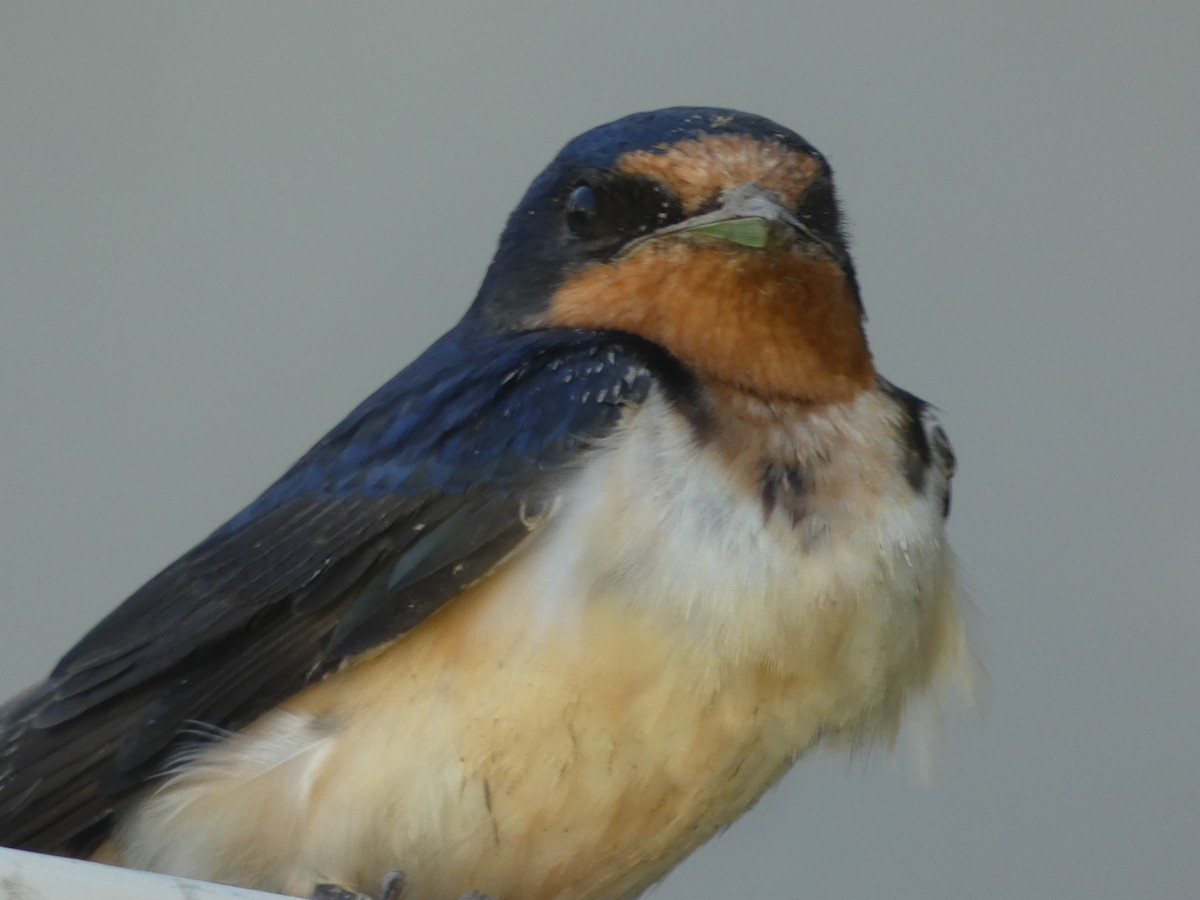 Barn Swallow - Leslie Andrich
