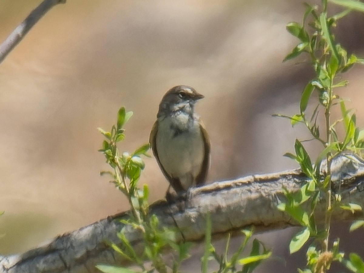 Bell's Sparrow (canescens) - Jeffrey Hale