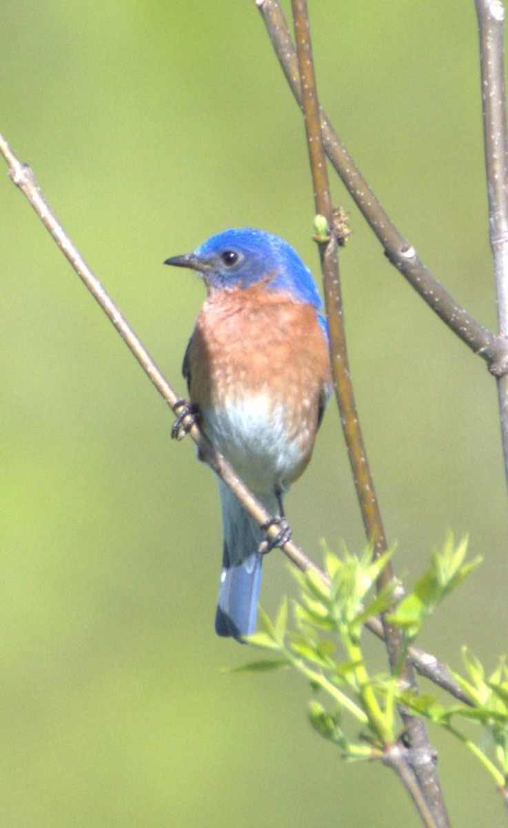 Eastern Bluebird - Neil Wingert