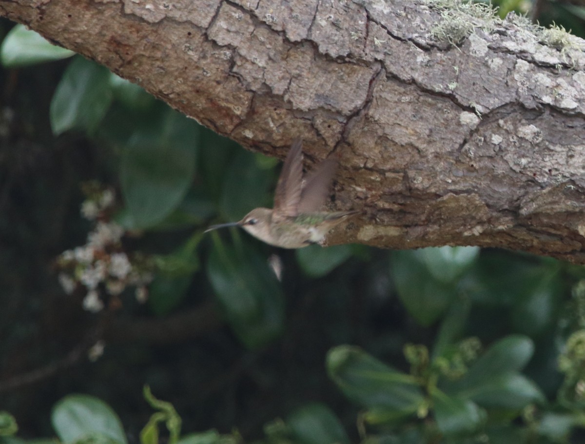 Anna's Hummingbird - ML618941799