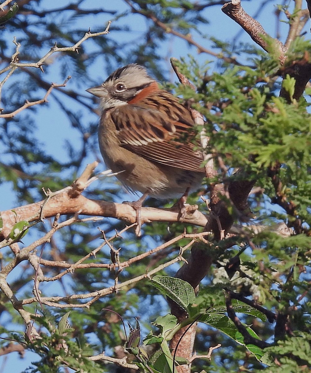 Rufous-collared Sparrow - ML618941803
