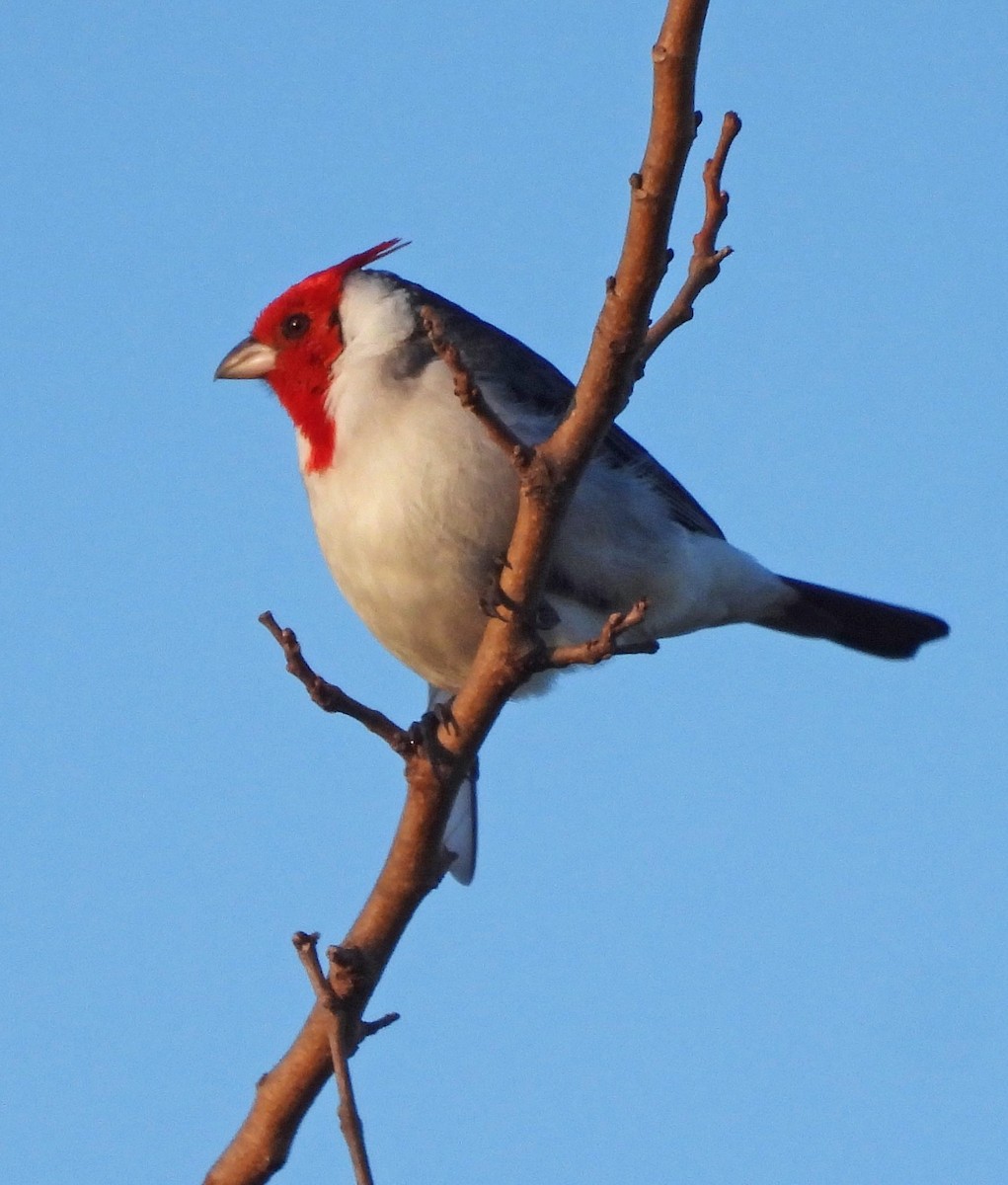 Red-crested Cardinal - ML618941812