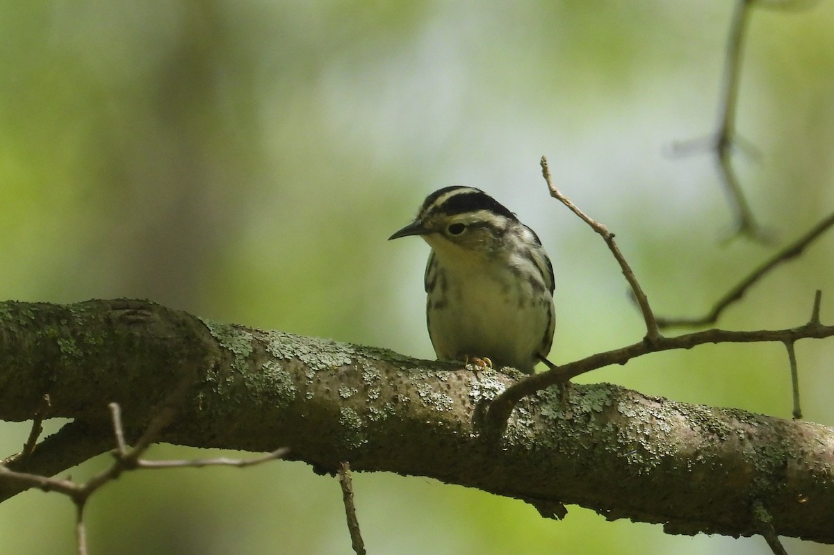 Black-and-white Warbler - ML618941833