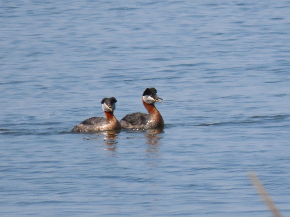 Red-necked Grebe - Kerry Hjertaas