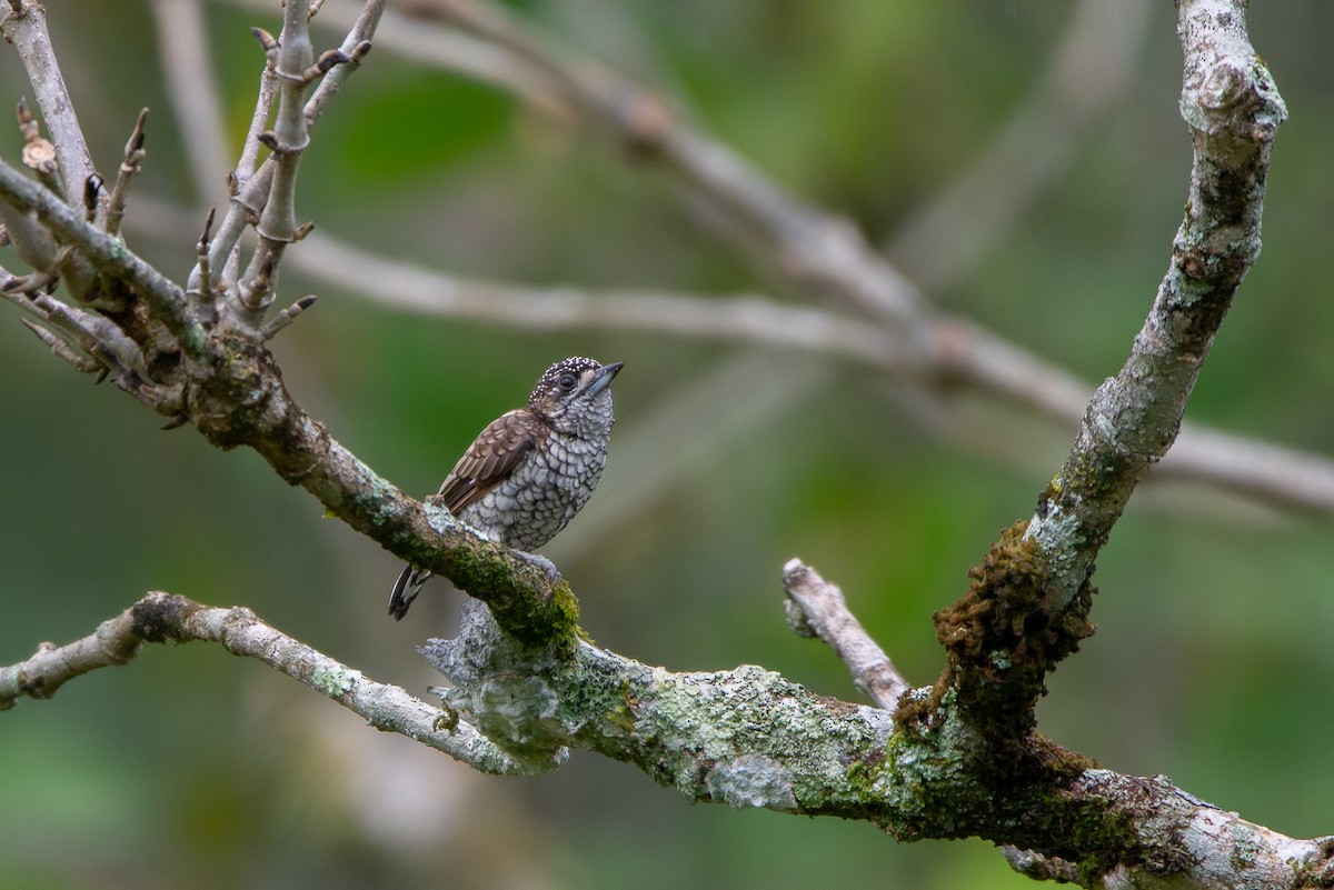 Scaled Piculet - ML618941894