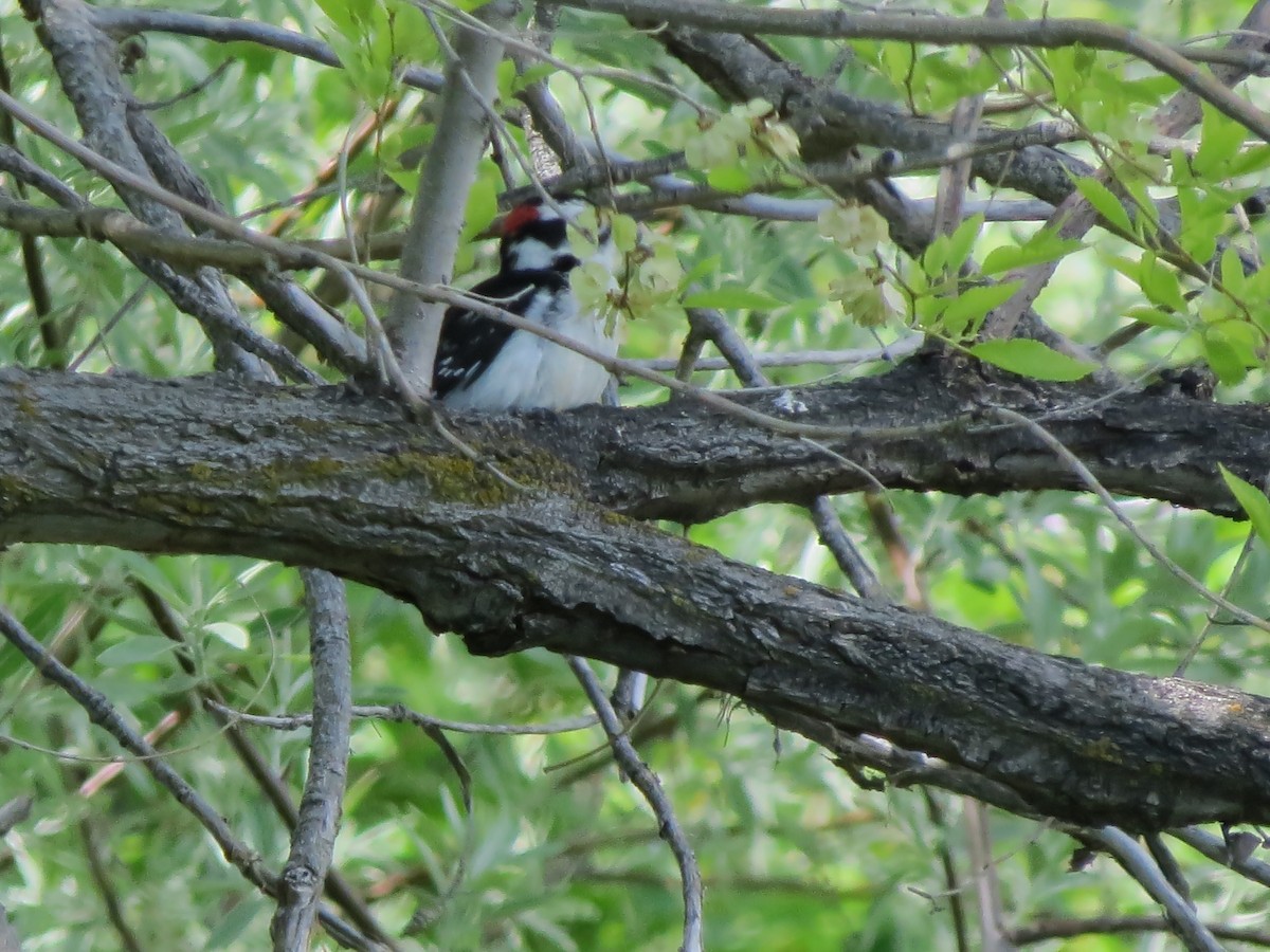 Downy Woodpecker (Rocky Mts.) - F Alvarez