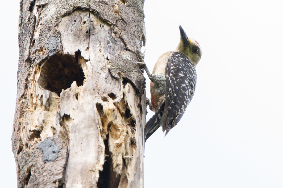 Red-crowned Woodpecker - Fundación Ecoturística Recetor Vive un Paraíso
