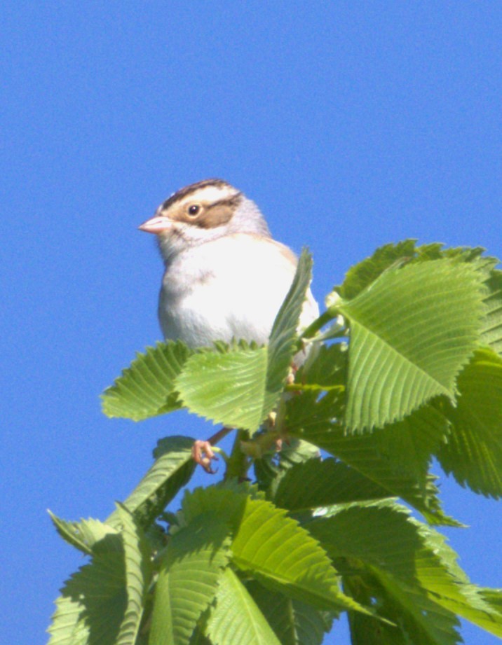 Clay-colored Sparrow - ML618941921