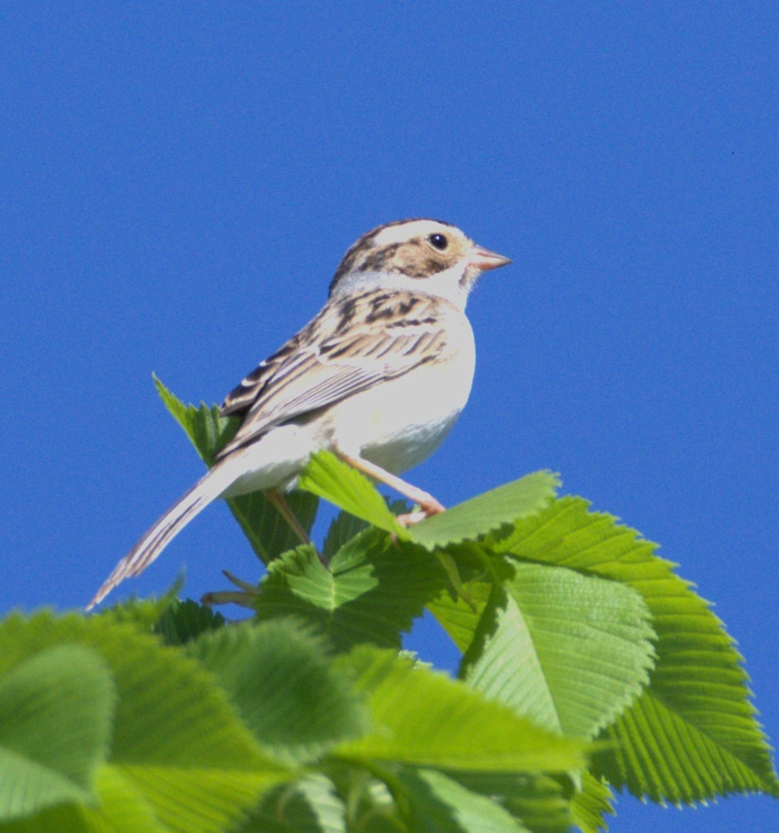 Clay-colored Sparrow - ML618941922