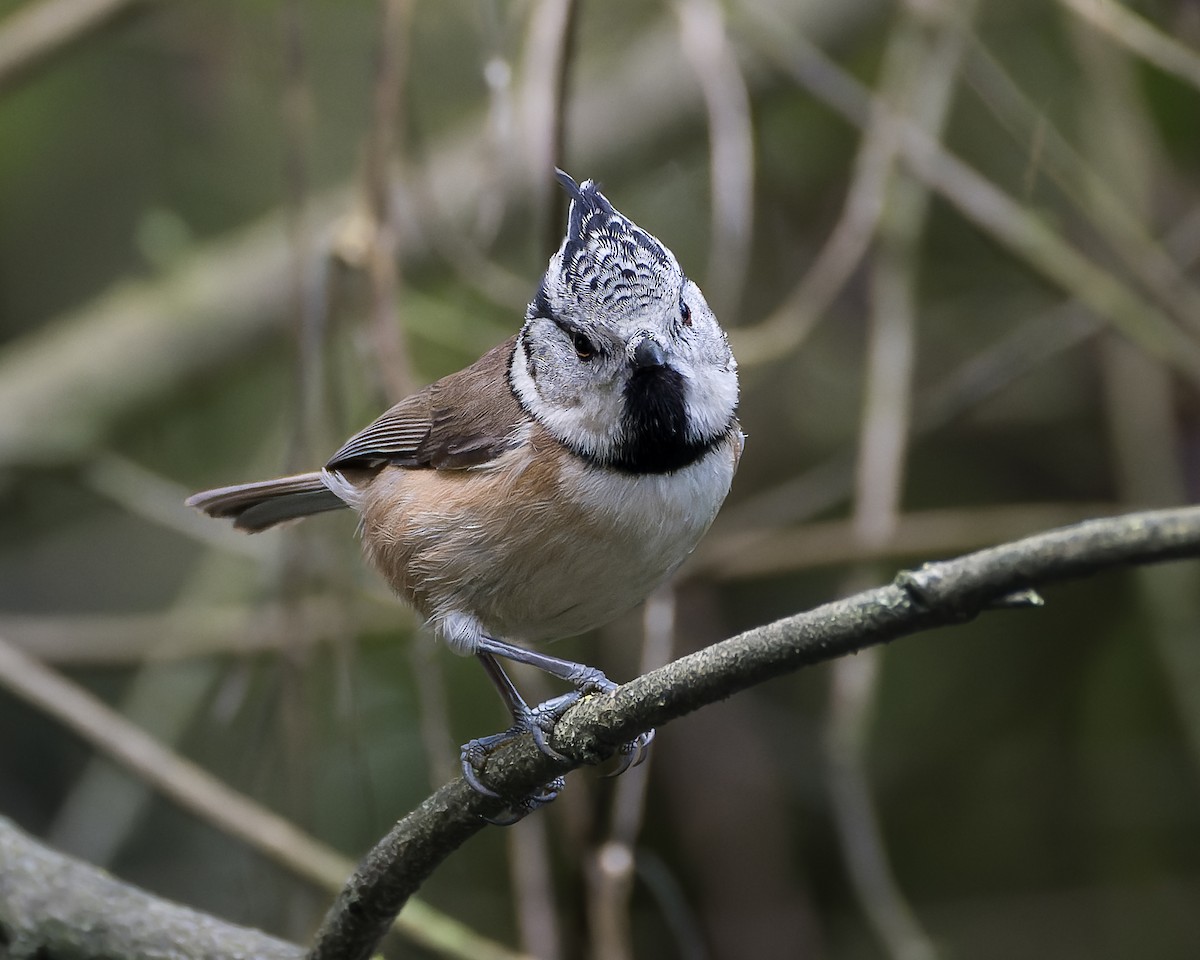 Crested Tit - ML618941932