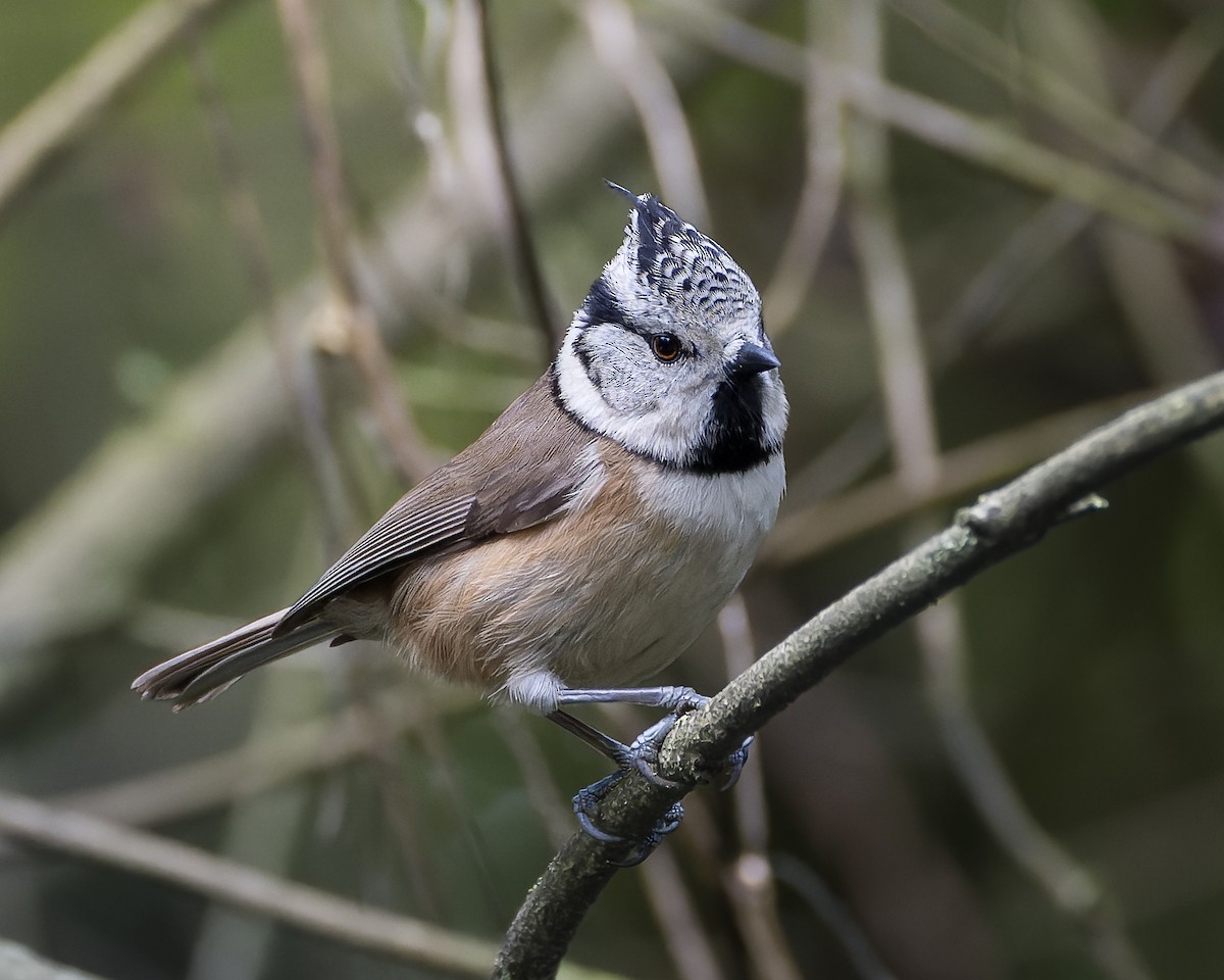 Crested Tit - ML618941933