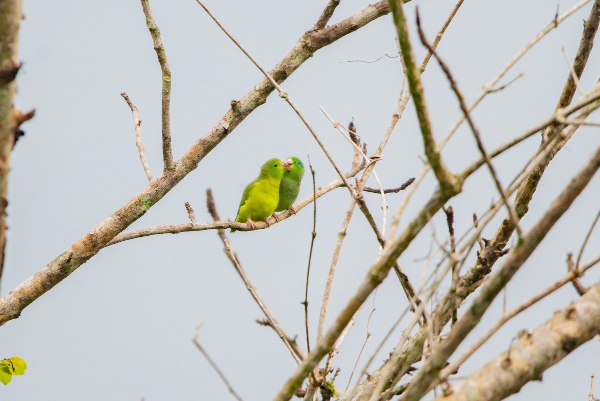Spectacled Parrotlet - ML618941949