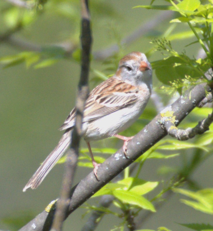 Field Sparrow - ML618941966