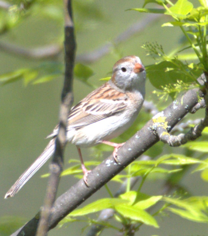 Field Sparrow - ML618941967
