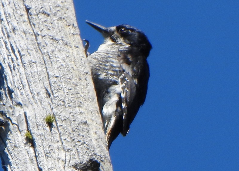 Black-backed Woodpecker - ML618941984