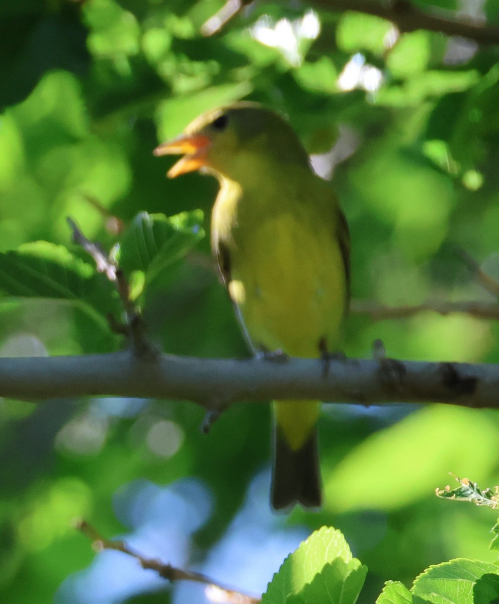 Western Tanager - ML618942011