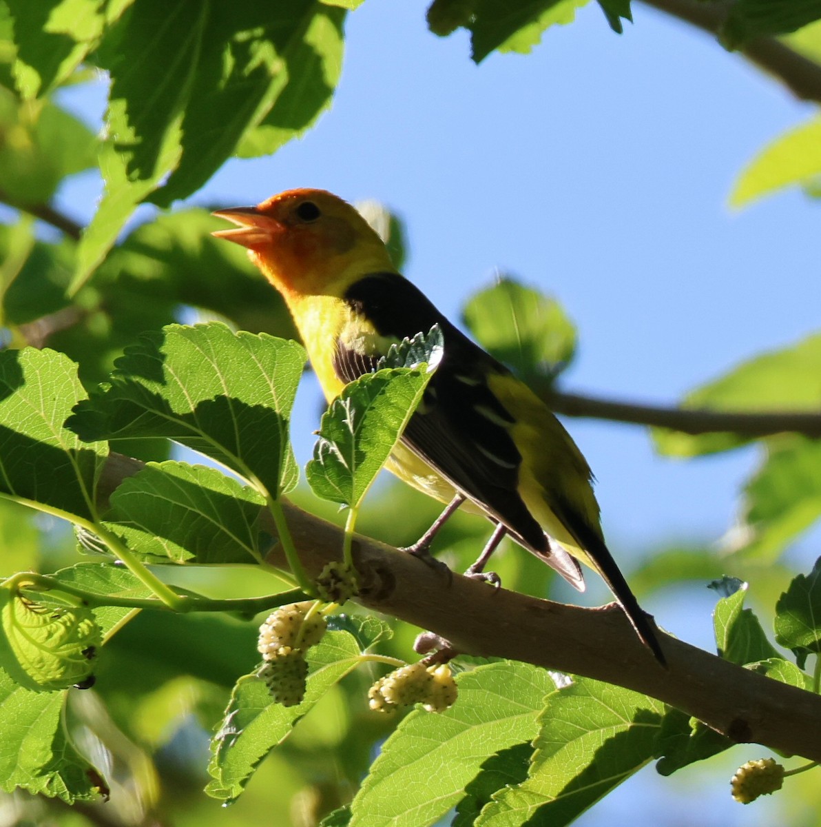 Western Tanager - ML618942012