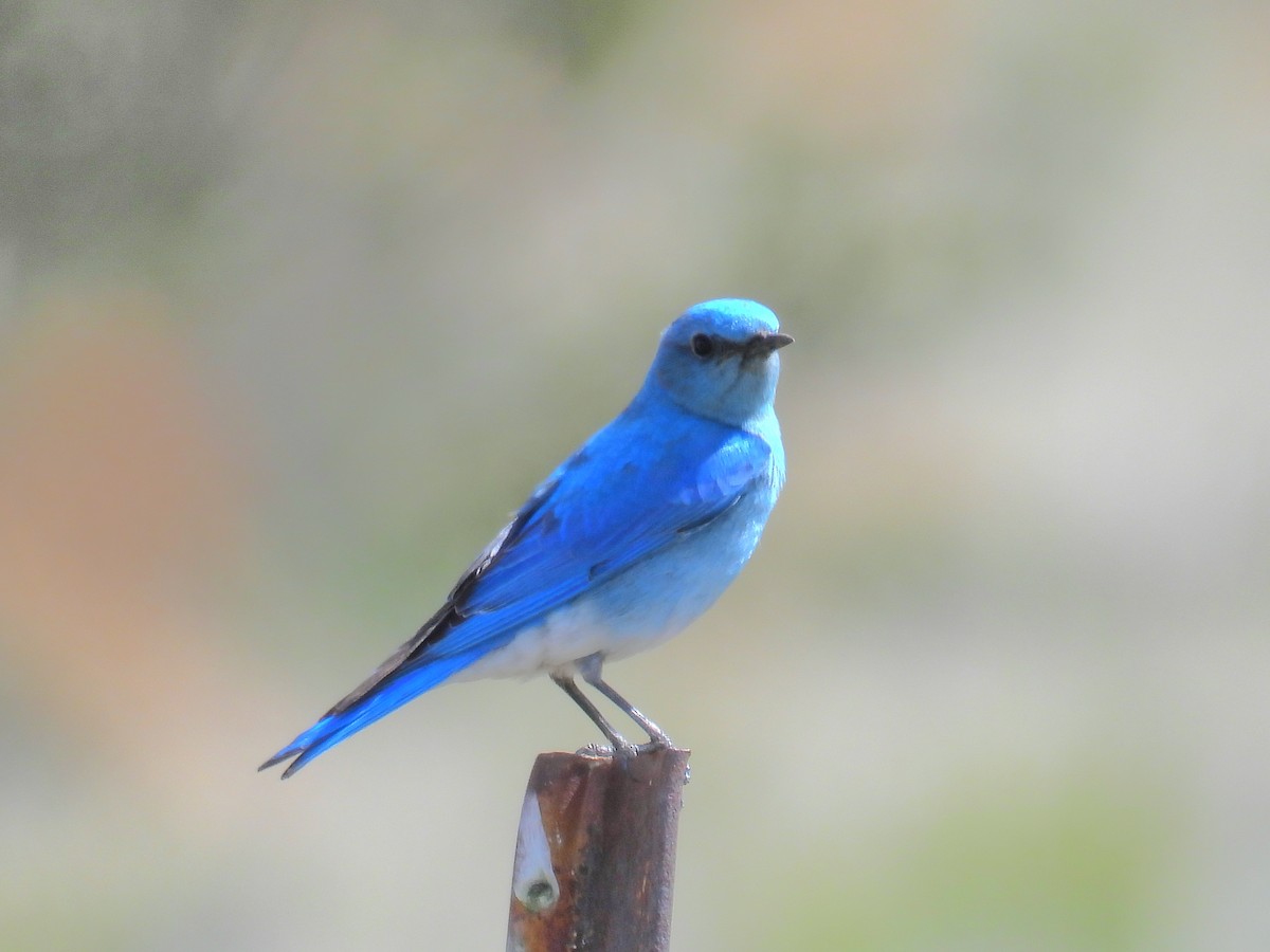 Mountain Bluebird - Joan K