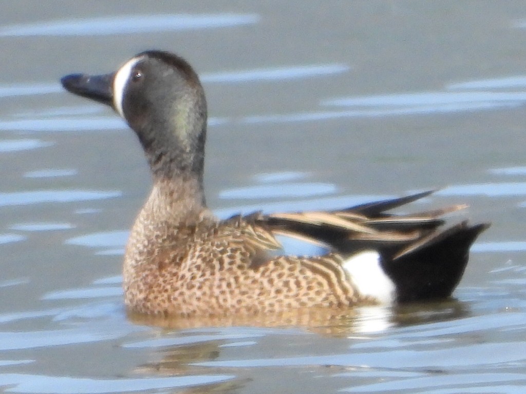 Blue-winged Teal - ML618942024