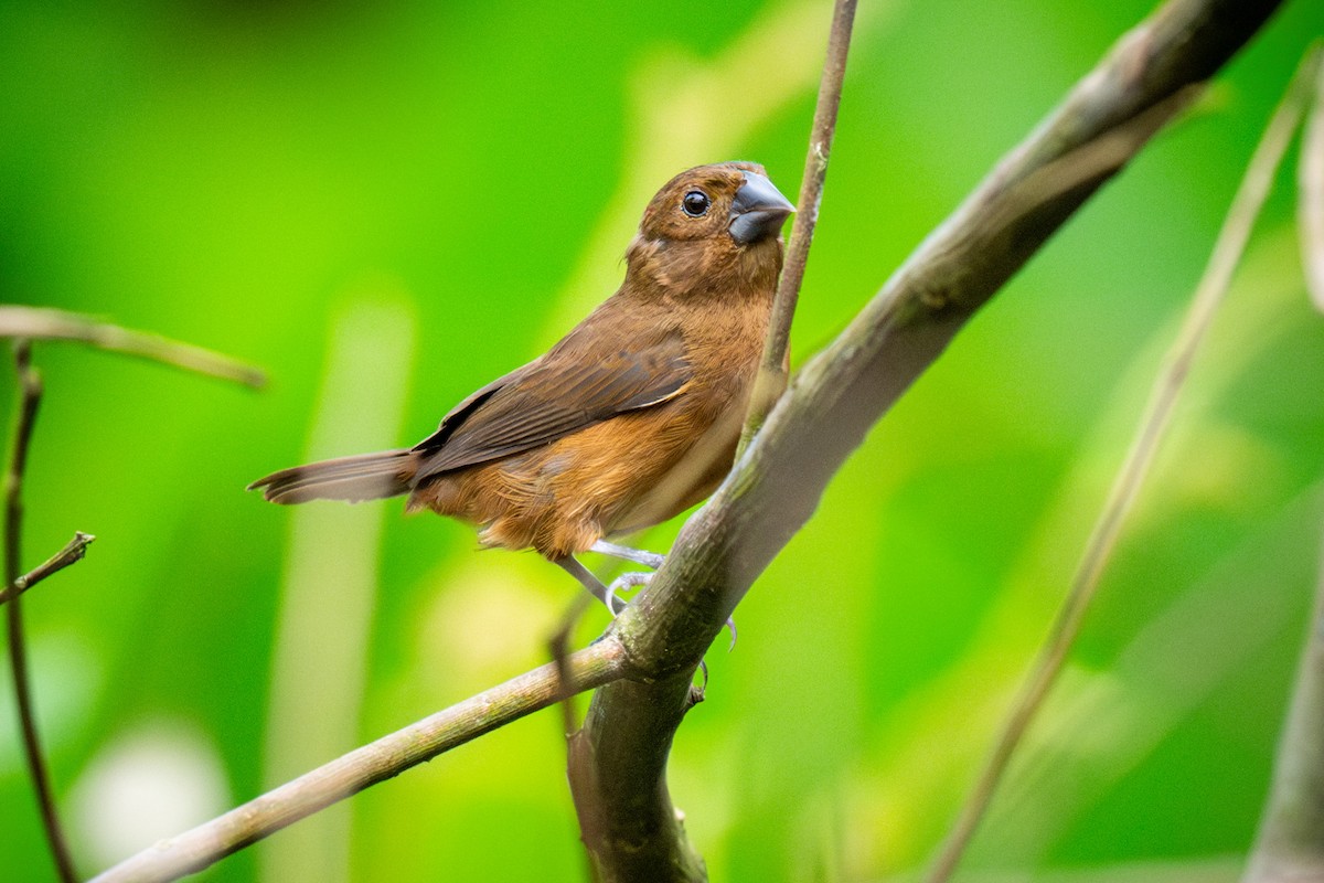 Thick-billed Seed-Finch - Chris Thomas