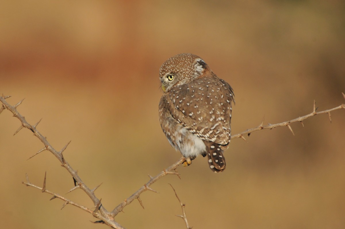 Pearl-spotted Owlet - ML618942048