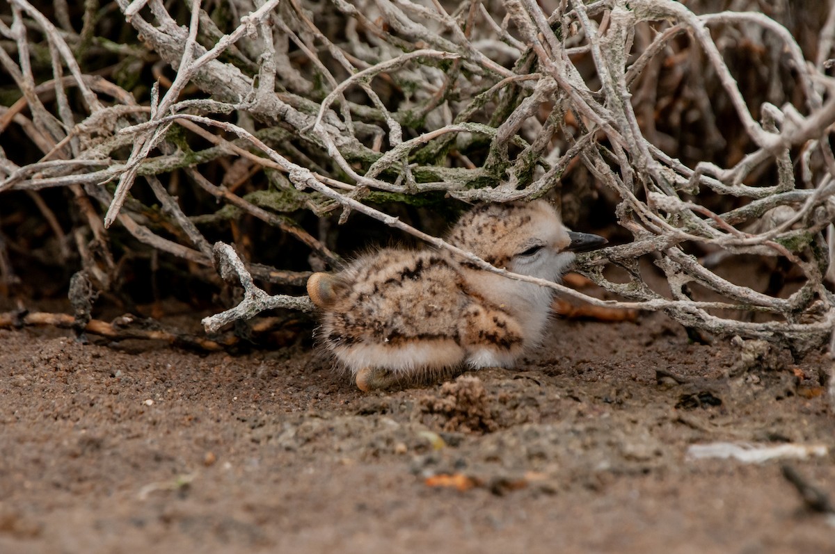 White-fronted Plover - ML618942065