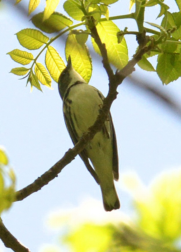 eBird Checklist - 12 May 2024 - Marengo Ridge Conservation Area - 18 ...