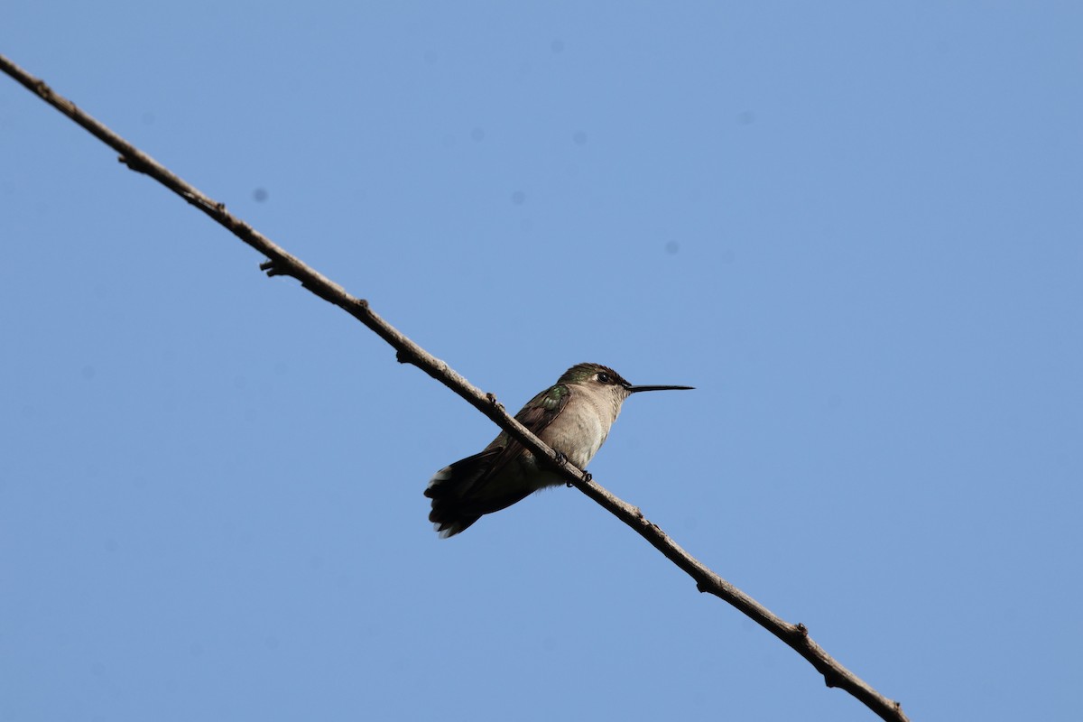 Ruby-throated Hummingbird - Justin Halls