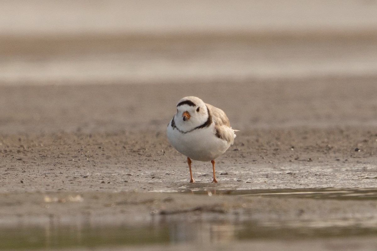Piping Plover - ML618942151