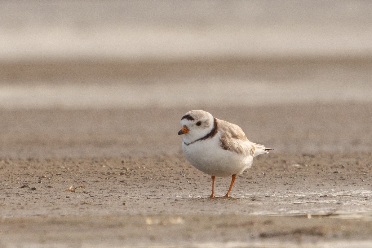 Piping Plover - ML618942152