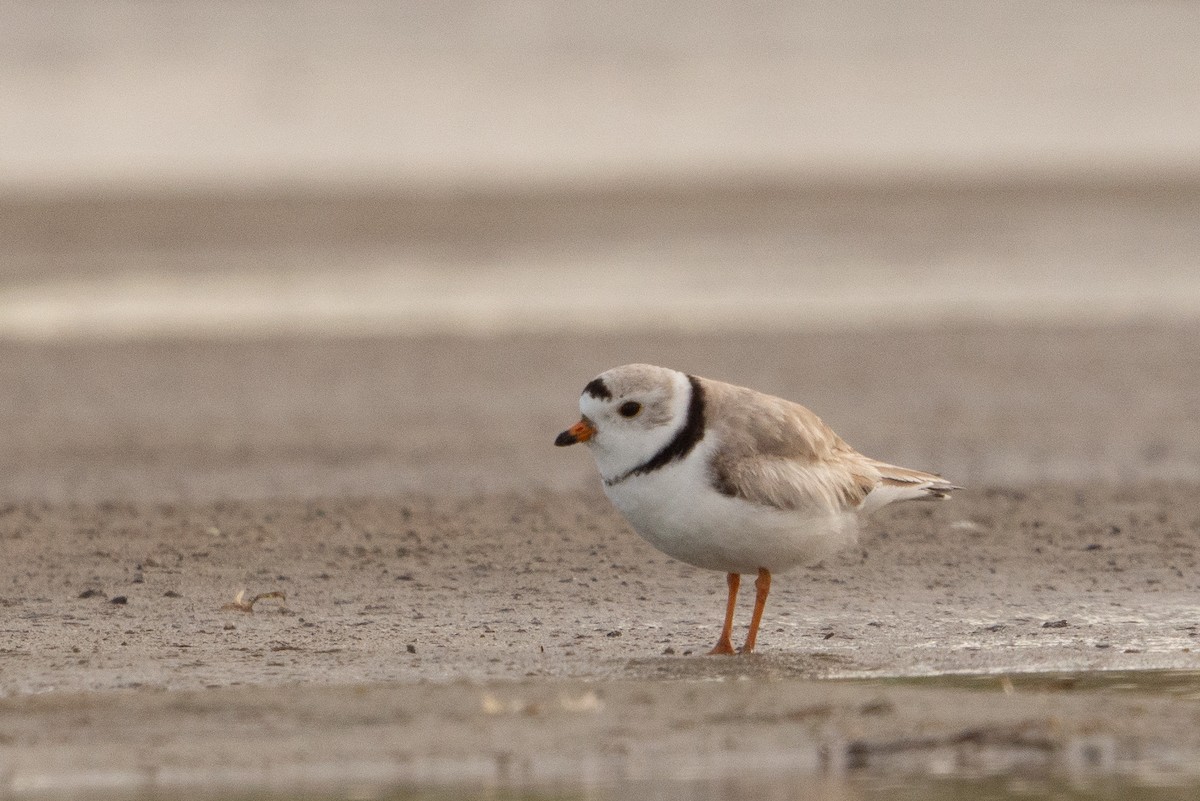 Piping Plover - ML618942154