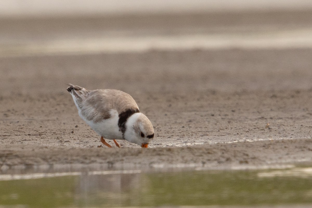Piping Plover - ML618942156