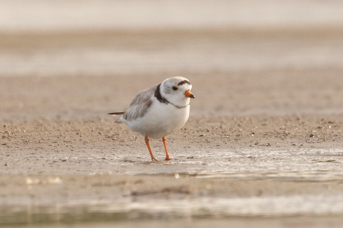 Piping Plover - ML618942157