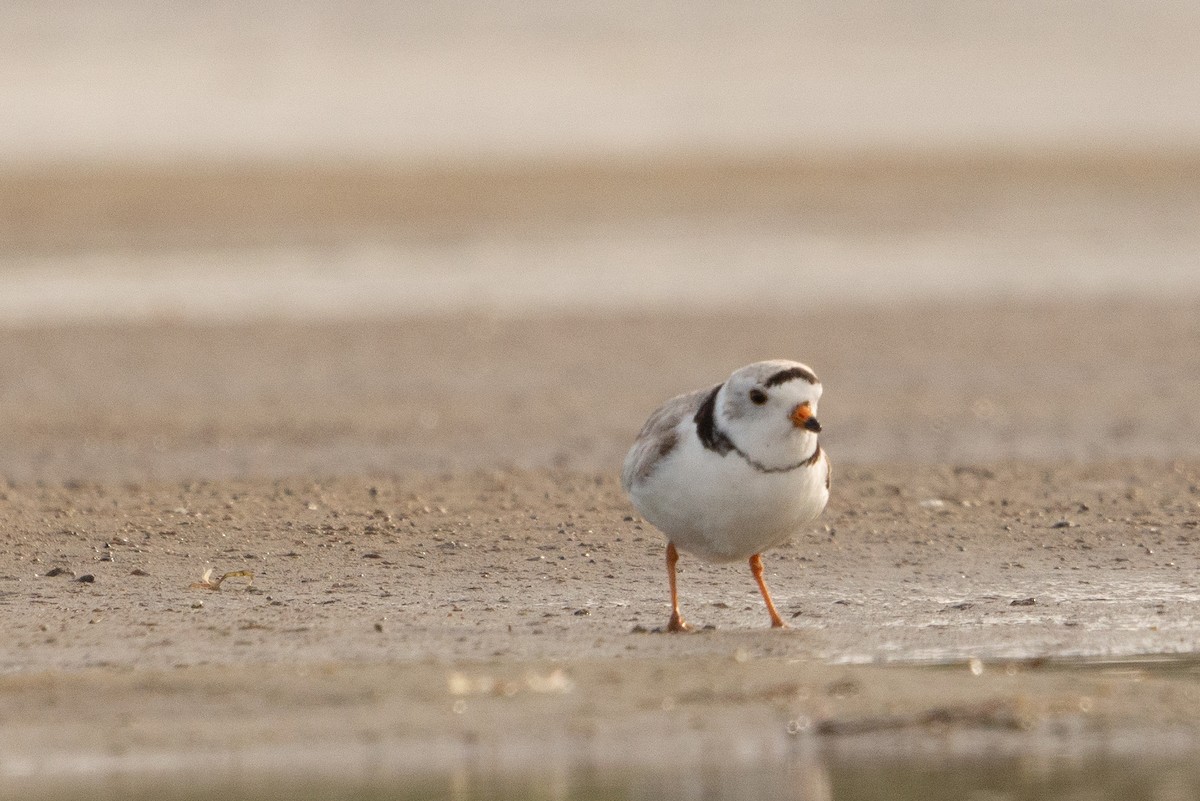 Piping Plover - ML618942158