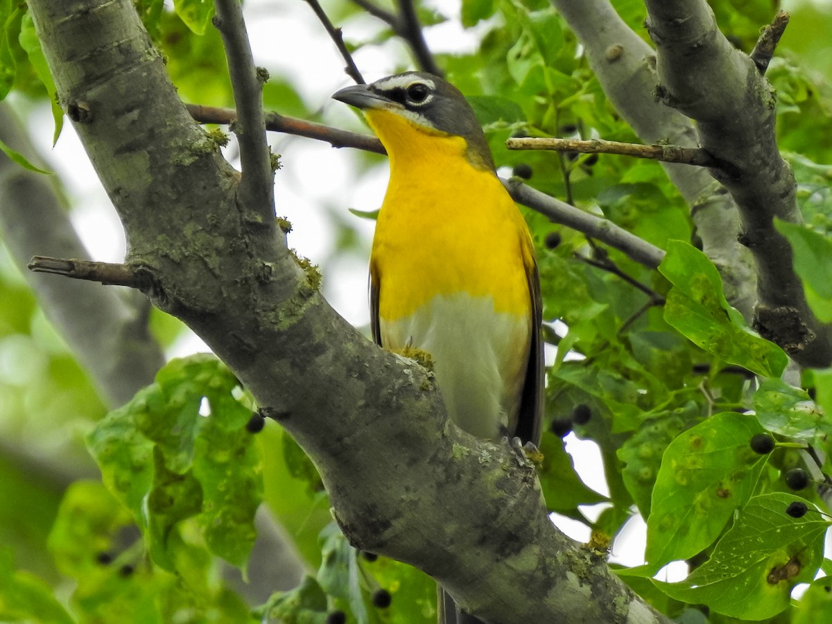 Yellow-breasted Chat - ML618942162