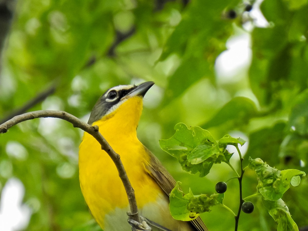 Yellow-breasted Chat - ML618942163