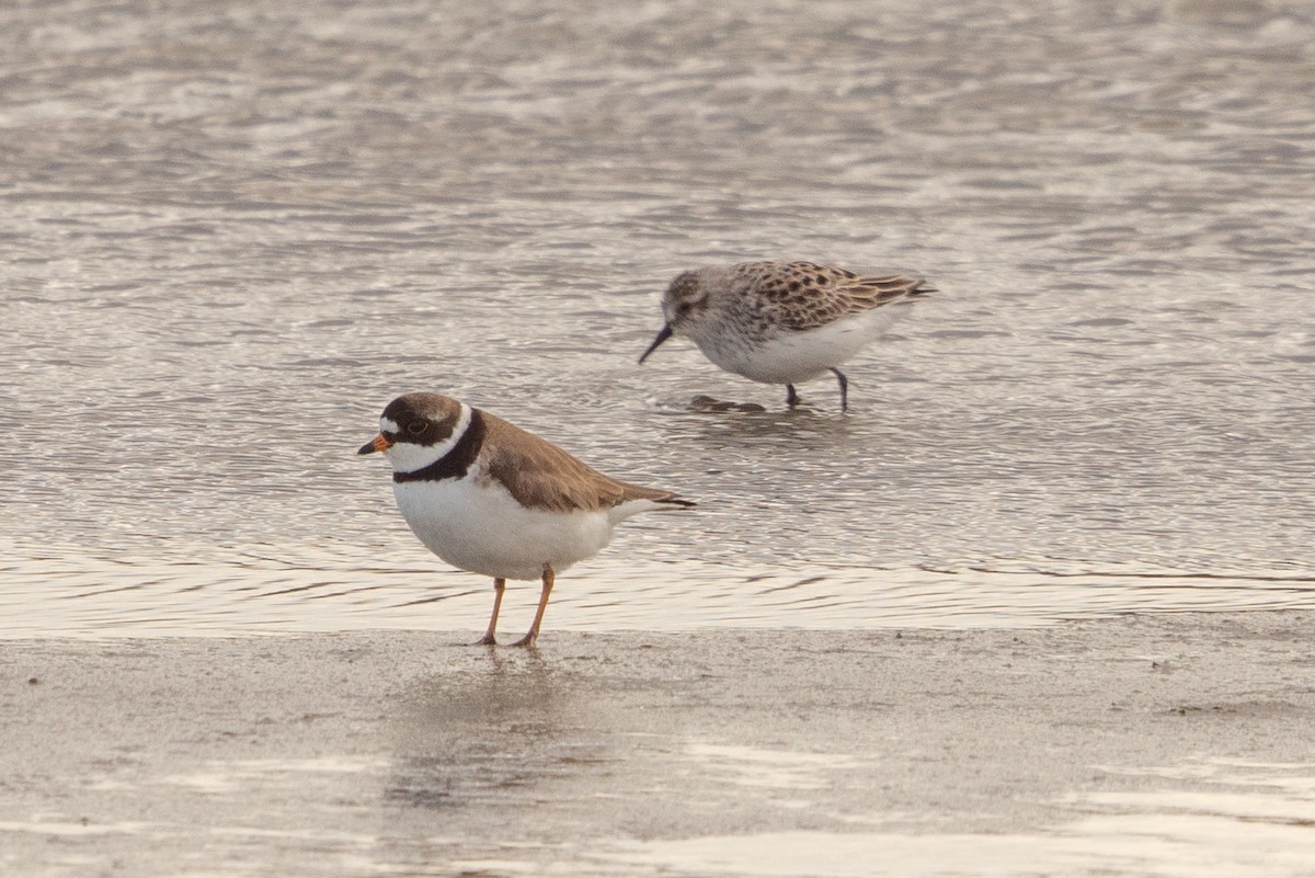 Semipalmated Plover - ML618942166