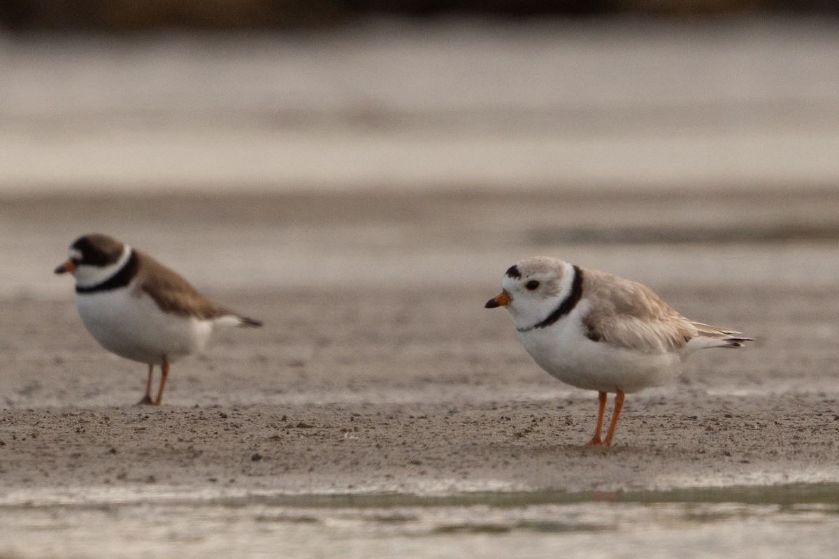 Semipalmated Plover - ML618942167
