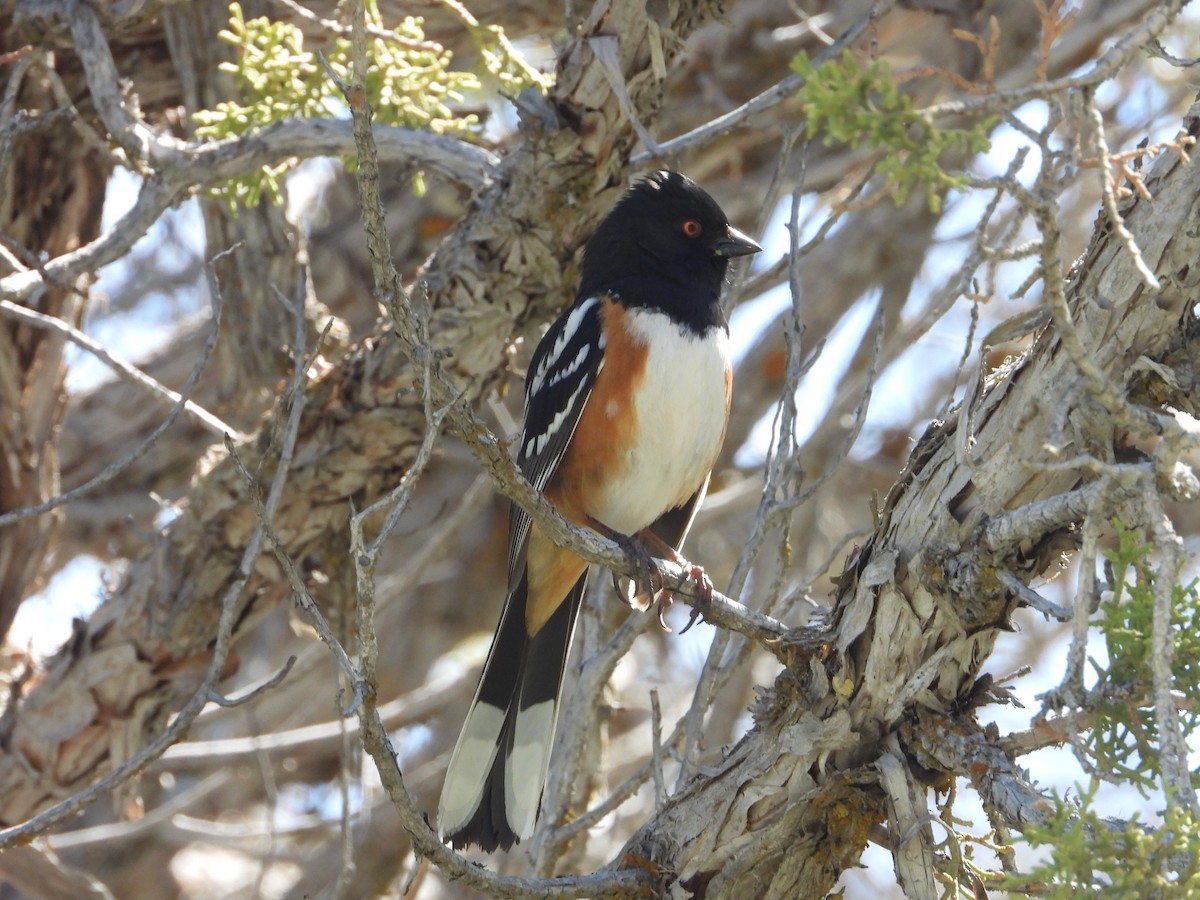 Spotted Towhee - Chris Blaes