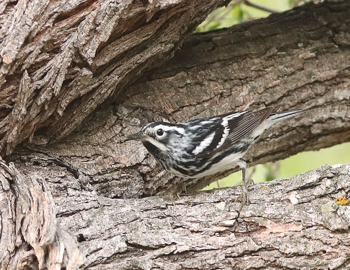 Black-and-white Warbler - ML618942192