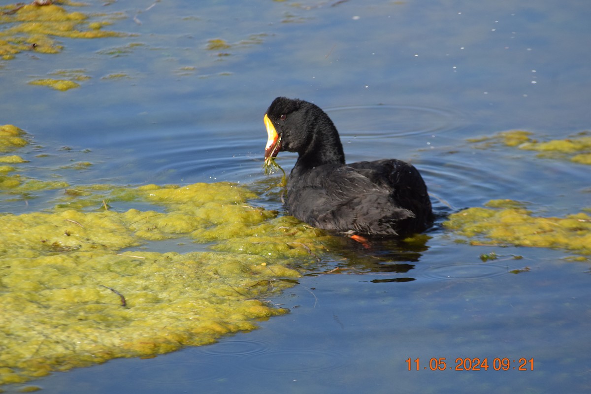 Giant Coot - ML618942208