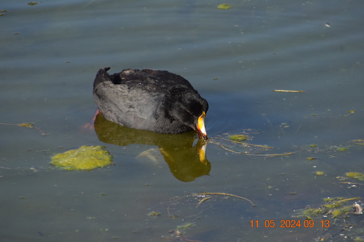 Giant Coot - ML618942210